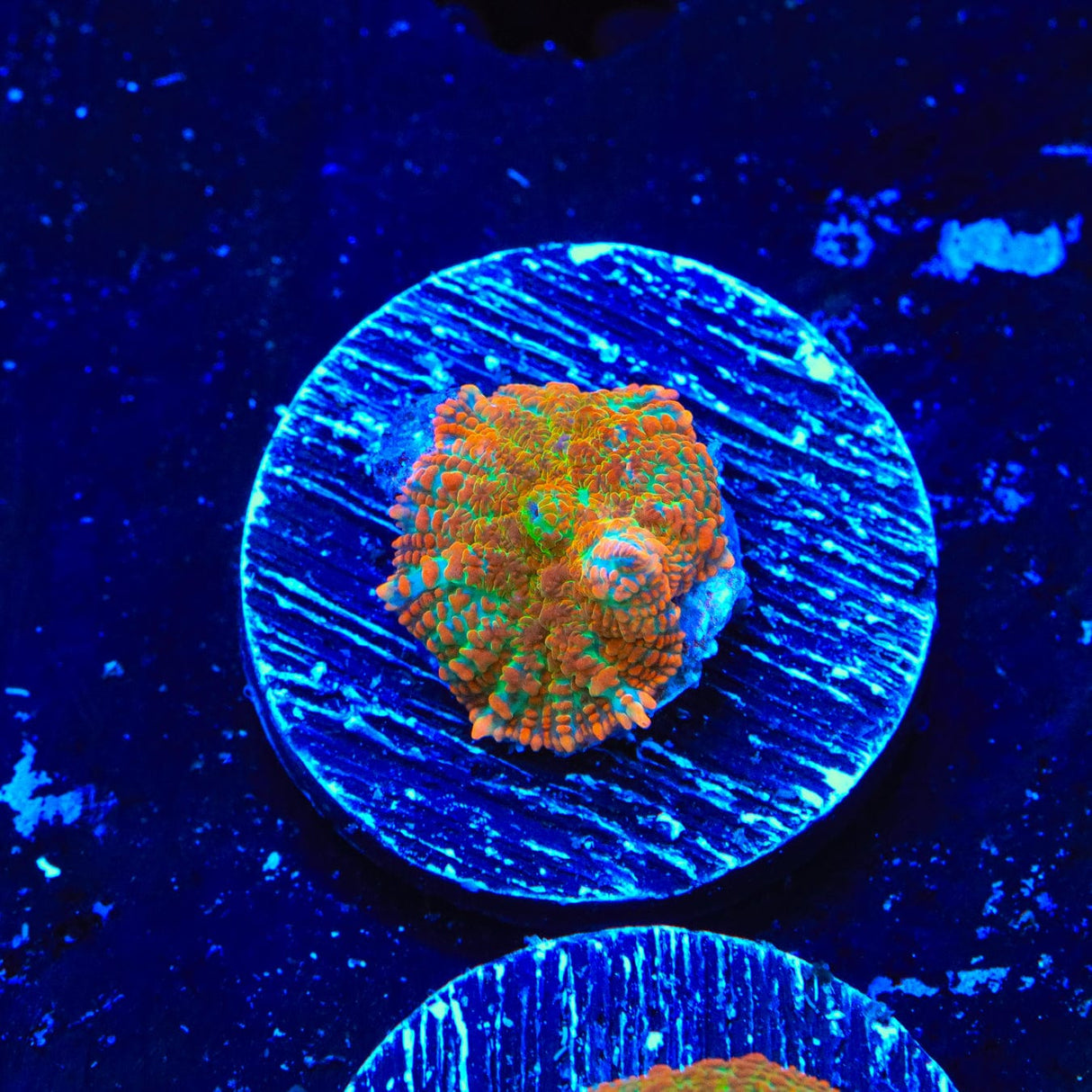 Cinnamon Apple Rhodactis Mushroom Coral