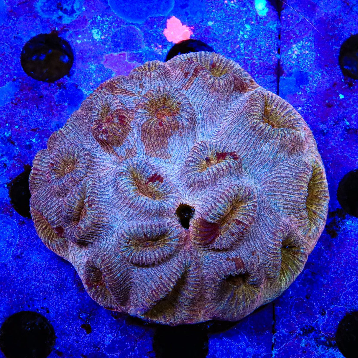 Cinnamon Barabattoia Coral