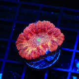 Cinnamon Blastomussa Coral
