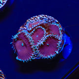 Cinnamon Palythoa Coral