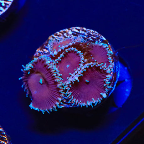 Cinnamon Palythoa Coral