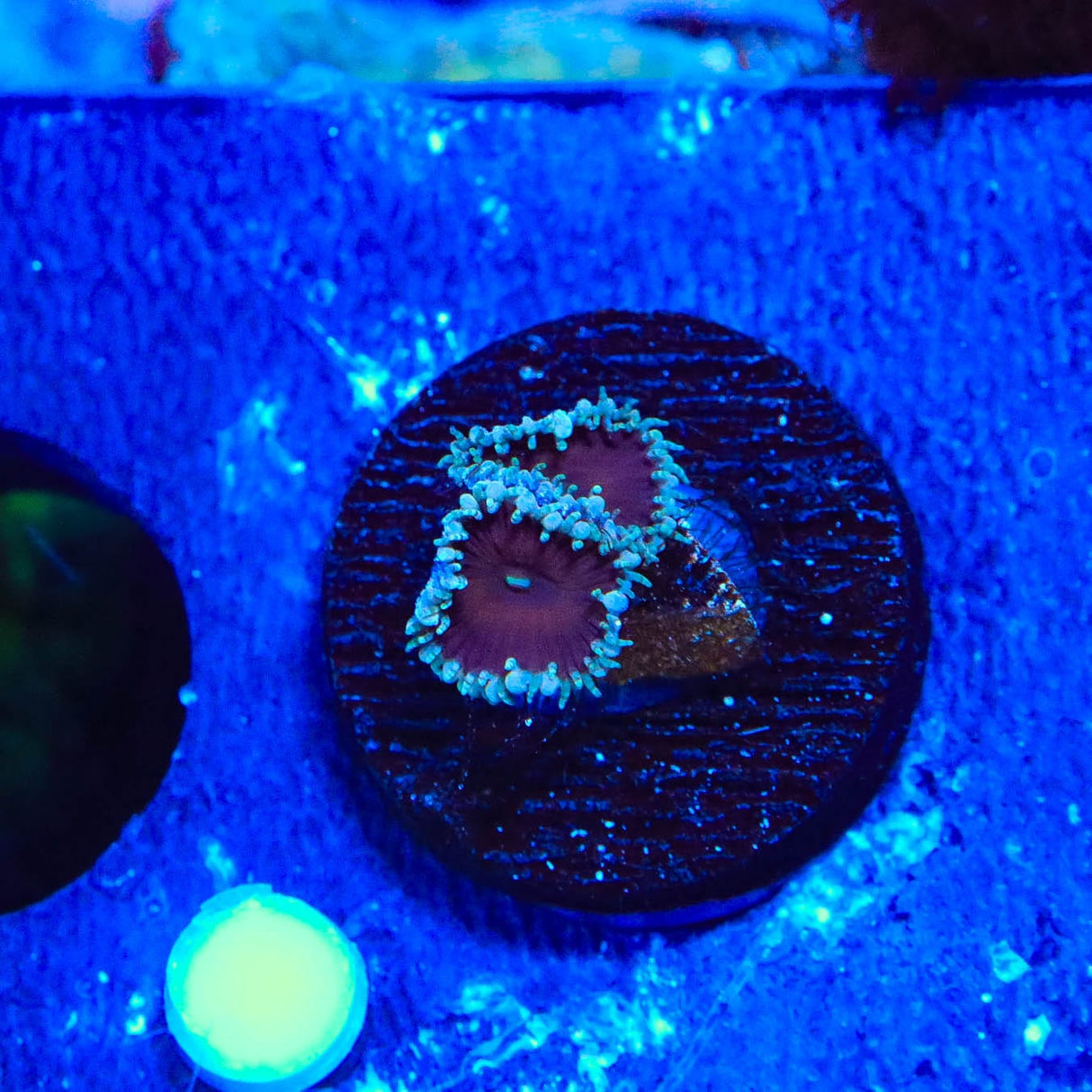 Cinnamon Palythoa Coral