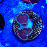 Cinnamon Palythoa Coral