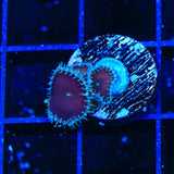 Cinnamon Palythoa Coral