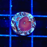 Cinnamon Palythoa Coral