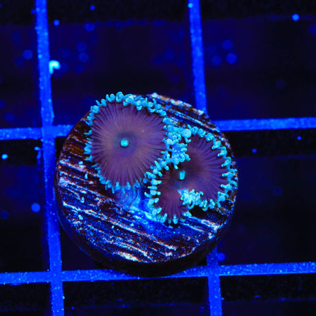 Cinnamon Palythoa Coral