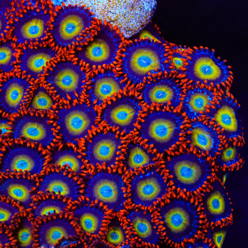 Circus Freak Zoanthid Coral