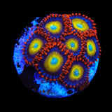 Circus Freak Zoanthids Coral