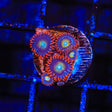 Circus Freak Zoanthids Coral