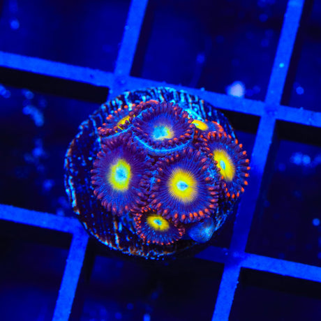 Circus Freak Zoanthids Coral