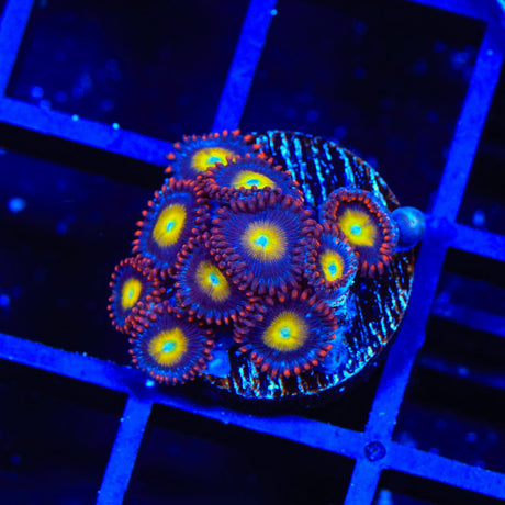 Circus Freak Zoanthids Coral