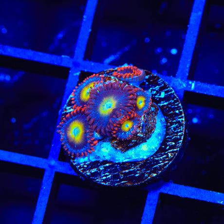 Circus Freak Zoanthids Coral