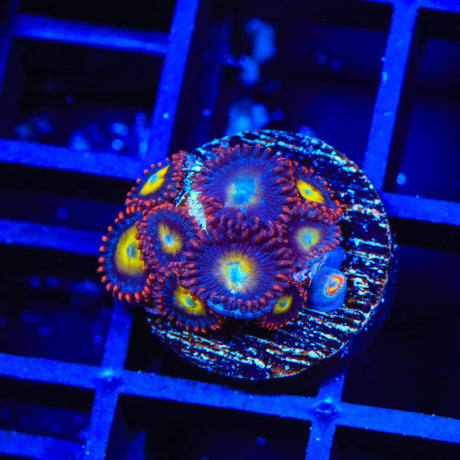 Circus Freak Zoanthids Coral