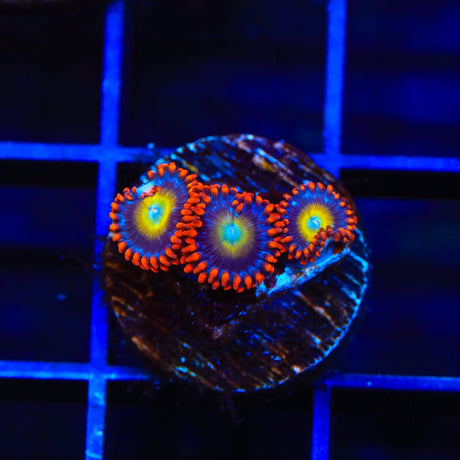 Circus Freak Zoanthids Coral