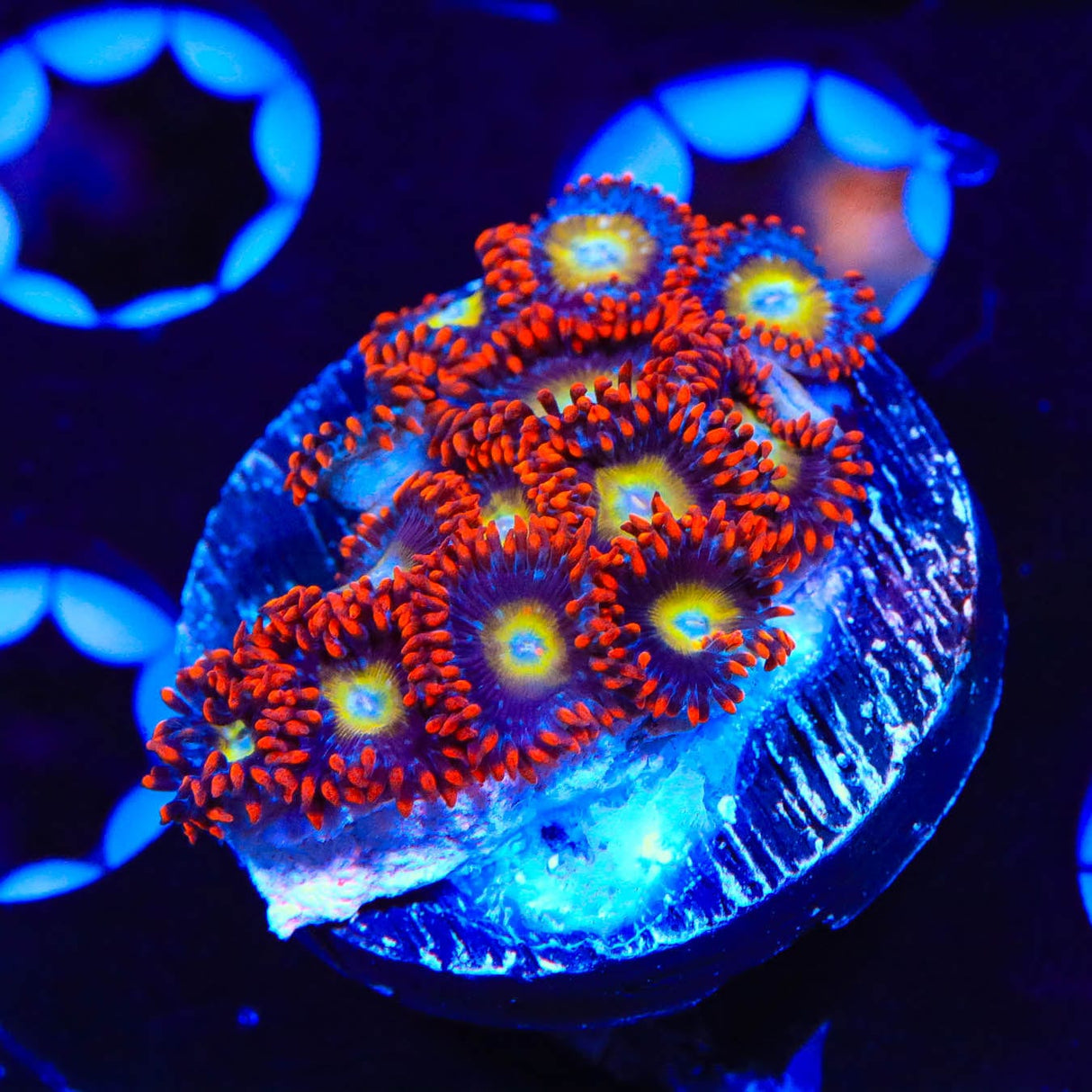 Circus Freak Zoanthids Coral