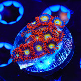 Circus Freak Zoanthids Coral