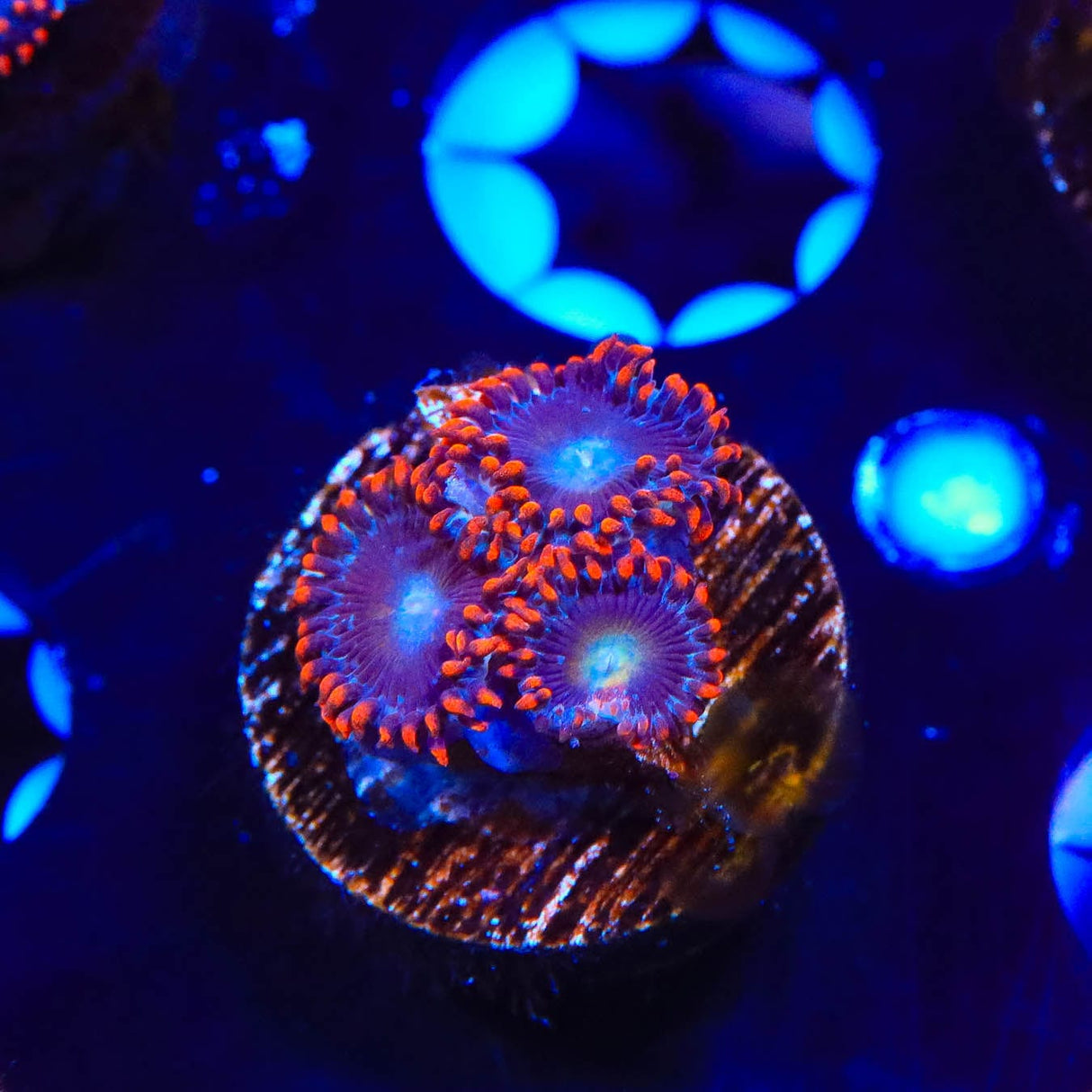 Circus Freak Zoanthids Coral