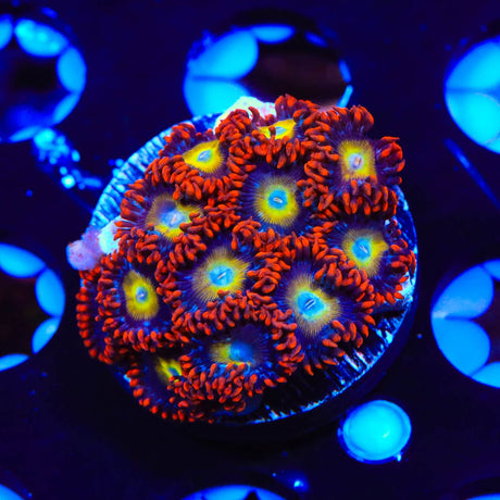 Circus Freak Zoanthids Coral