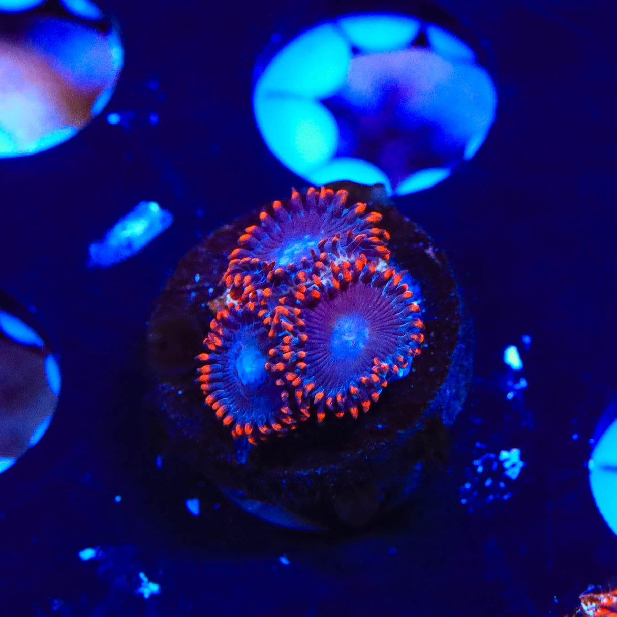 Circus Freak Zoanthids Coral