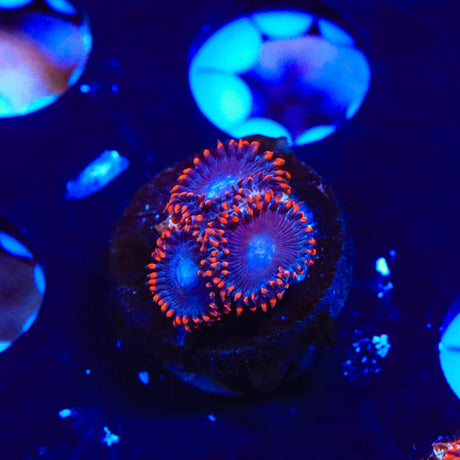 Circus Freak Zoanthids Coral