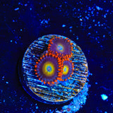 Circus Freak Zoanthids Coral
