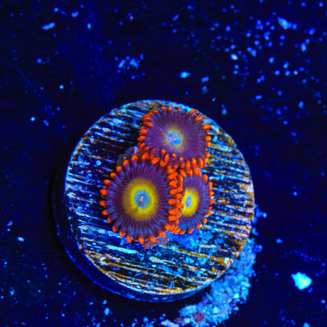 Circus Freak Zoanthids Coral