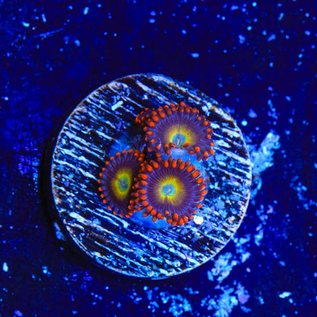 Circus Freak Zoanthids Coral