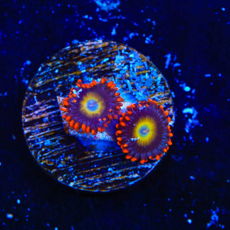 Circus Freak Zoanthids Coral