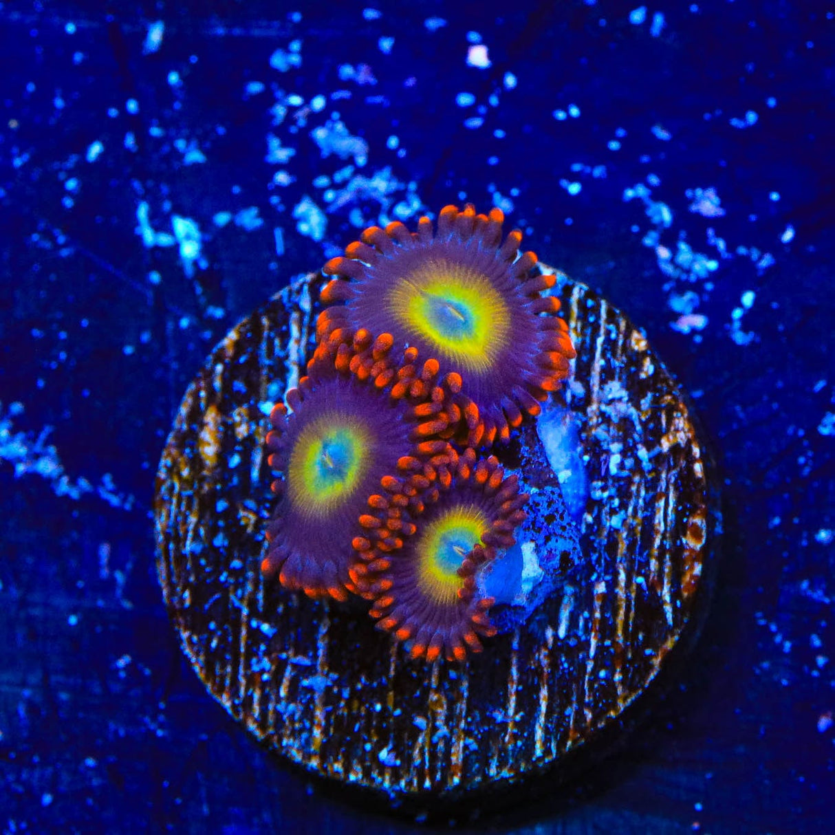 Circus Freak Zoanthids Coral