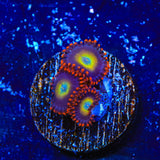 Circus Freak Zoanthids Coral