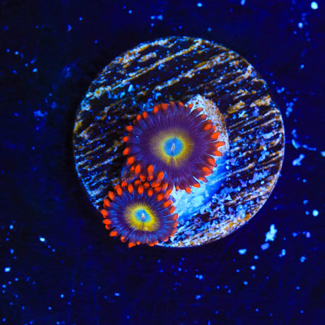 Circus Freak Zoanthids Coral