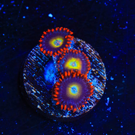Circus Freak Zoanthids Coral