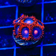 Clementine Zoanthids Coral