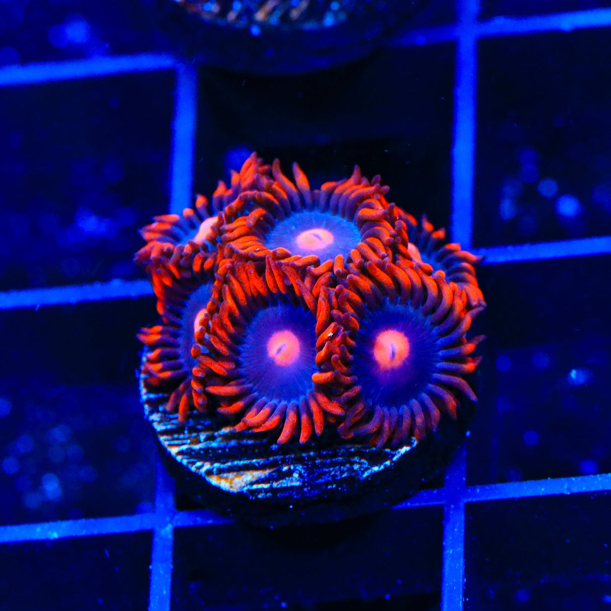 Clementine Zoanthids Coral