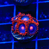 Clementine Zoanthids Coral