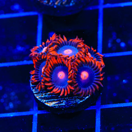 Clementine Zoanthids Coral
