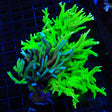 Combo Birdsnest Colony Coral