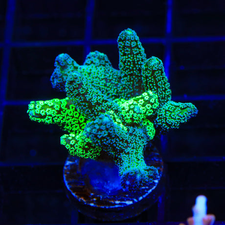 Combo Birdsnest Coral