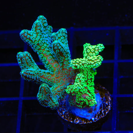 Combo Birdsnest Coral