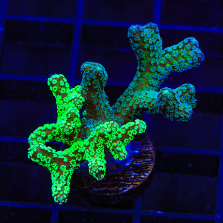 Combo Birdsnest Coral