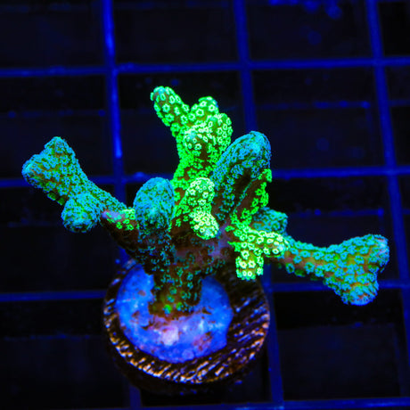 Combo Birdsnest Coral