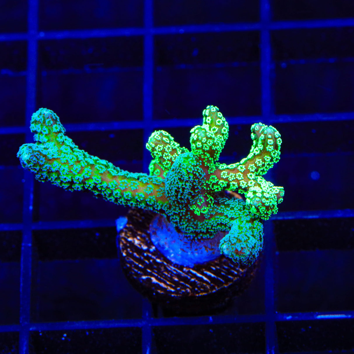 Combo Birdsnest Coral