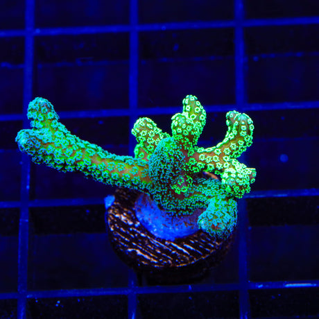 Combo Birdsnest Coral