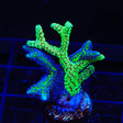 Combo Birdsnest Coral