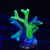 Combo Birdsnest Coral