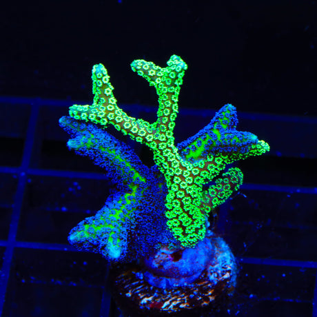 Combo Birdsnest Coral