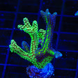 Combo Birdsnest Coral