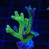 Combo Birdsnest Coral