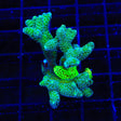 Combo Birdsnest XL Frag Coral