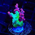 Combo Branching Cyphastrea Coral